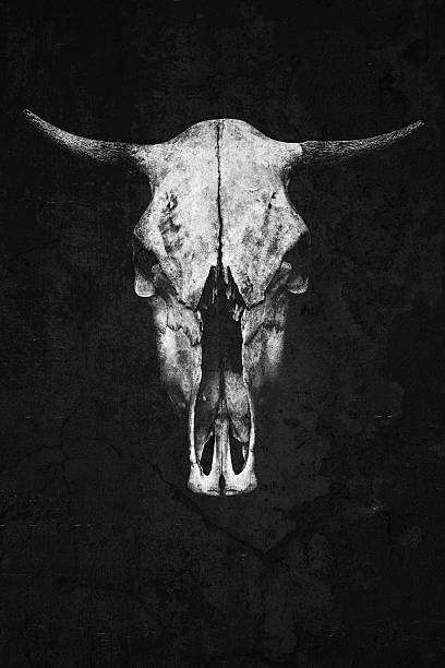 istock bull skull with horns on a black background 636204706