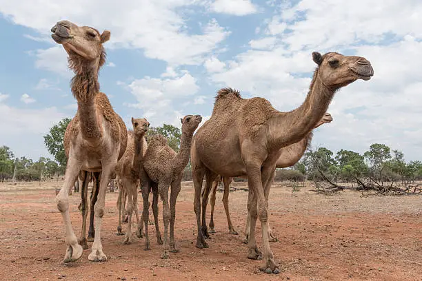 Photo of Herd of camels in outback Australia, up close