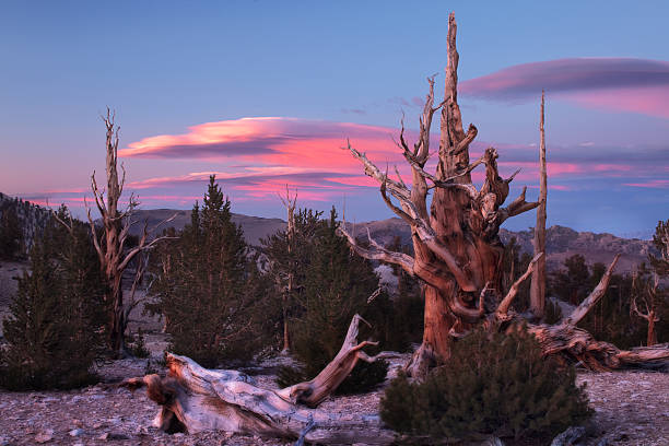 antiguo pino bristlecone, california - bristlecone pine fotografías e imágenes de stock