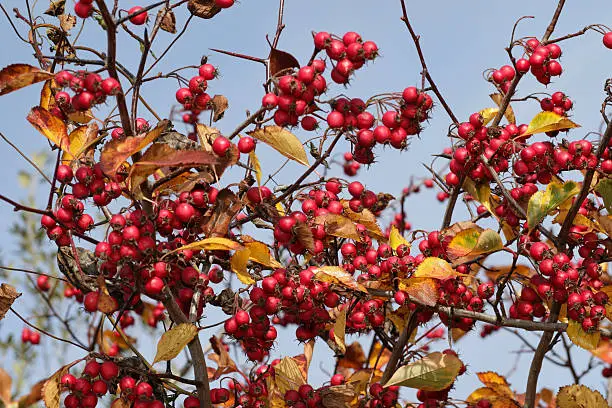 Photo of Red berries yellow autumn leaves whitebeam Sorbus aria