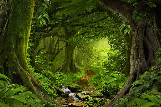 selva tropical - forest footpath nature tree fotografías e imágenes de stock