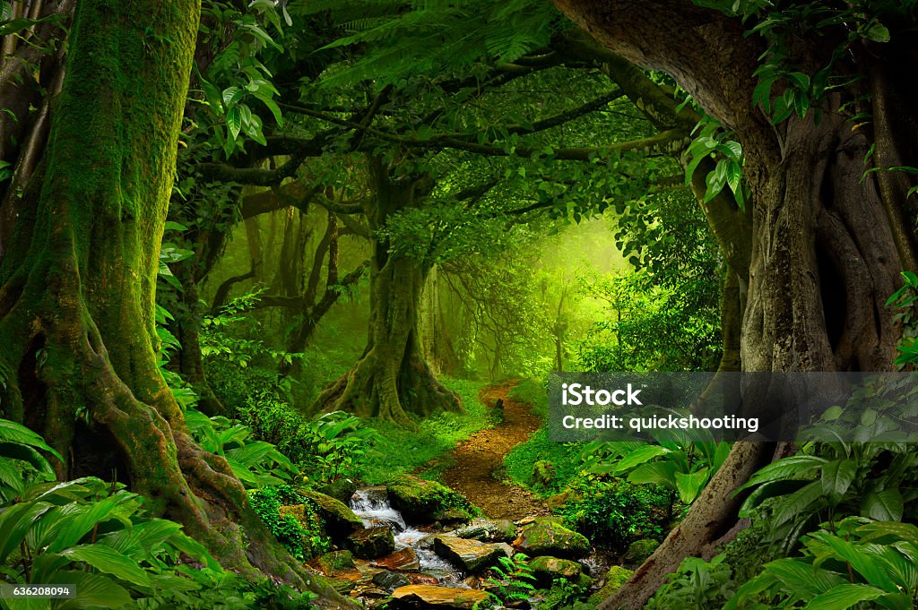열대 정글 - 로열티 프리 숲 스톡 사진