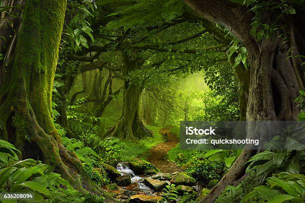 Tropical Jungle Stock Photo - Download Image Now - Forest, Landscape - Scenery, Nature