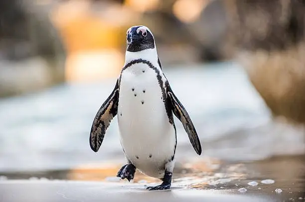 Photo of African penguin on the sandy beach.