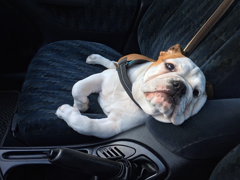 Four-month old bulldog is the passenger in my car, comfortably looks at me as she was asking to be taken someplace...