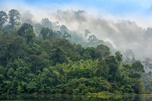 The Rainforest in the Khao Sok National Park awakening in the morning sun, Thailand. Early morning light. Great detail on this untouched Jungle. Nikon D810. Converted from RAW.