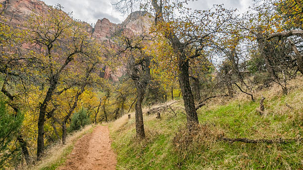 istock The narrow trail through the beautiful forest. 636209288