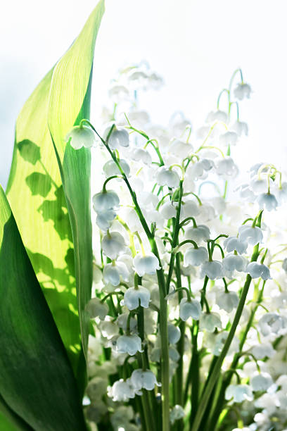 istock Delicate Lily of the valley 636213434