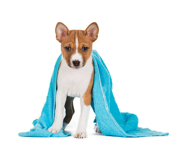 istock Basenji puppy on a white background 636213678