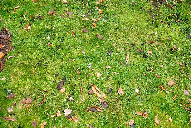 Autumn leaves on green grass