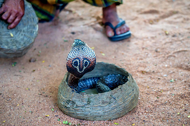 istock Snake charmer plays with indian cobra 636214692