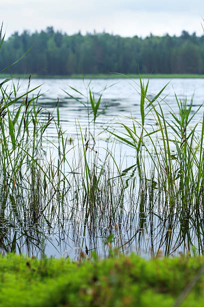 istock Surface of water with waves with reeds 636214698