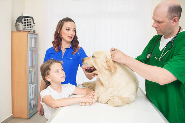 veterinario está examinando un lindo labrador dorado - male dog fotografías e imágenes de stock