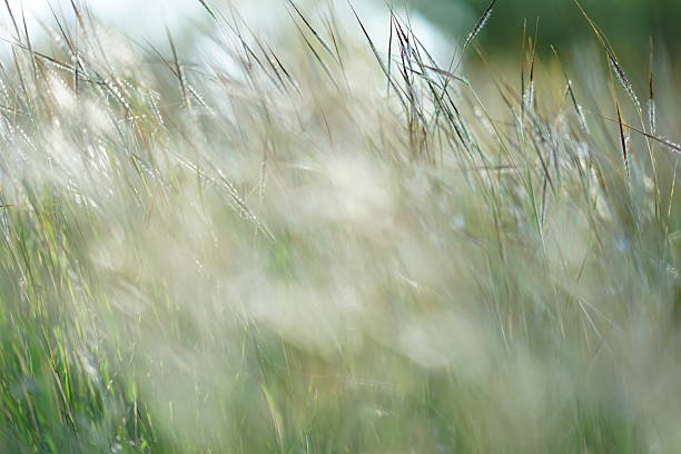 istock focus and bokeh on white green grass flower in winter 636215312