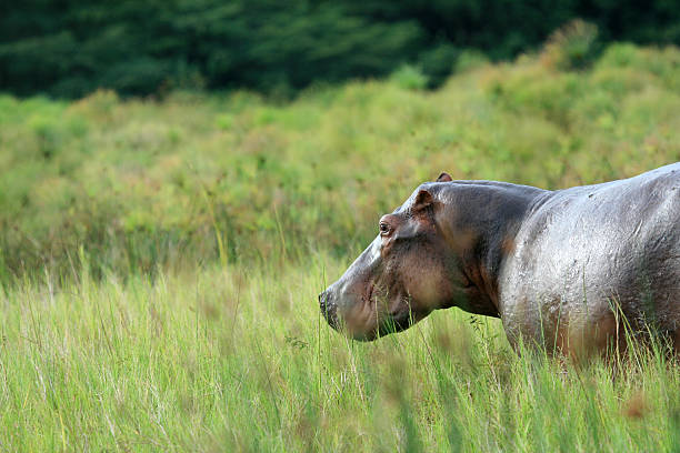 istock Hippopotamus at Murchison Falls National Park Safari 636215374