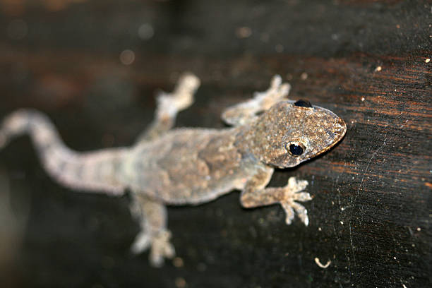 istock Gecko at Murchison Falls National Park Safari Reserve 636215456
