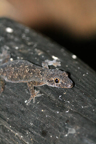 istock Gecko at Murchison Falls National Park Safari Reserve 636215470