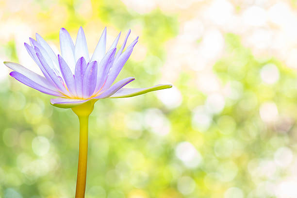istock Full bloom lotus with Bokeh background 636216184