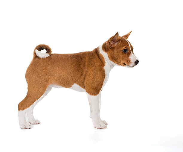 istock puppy Basenji in a rack on a white background 636216398