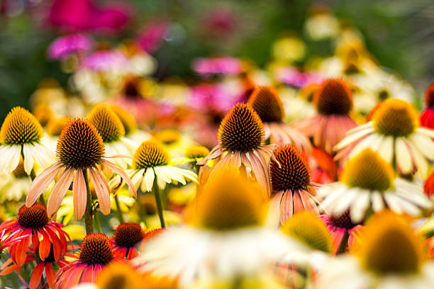 istock Sea of Echinacea 636218252