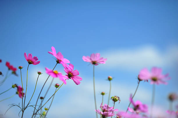 istock pink cosmos flower on blue sky cloud background in garden 636218558