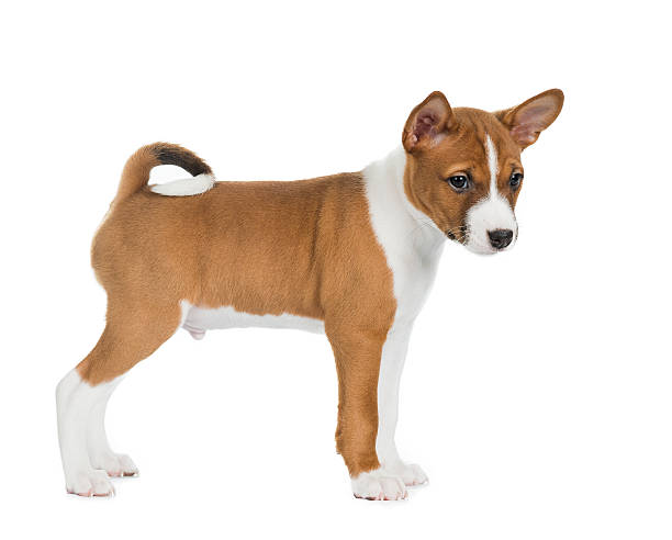 istock puppy Basenji in a rack on a white background 636219732