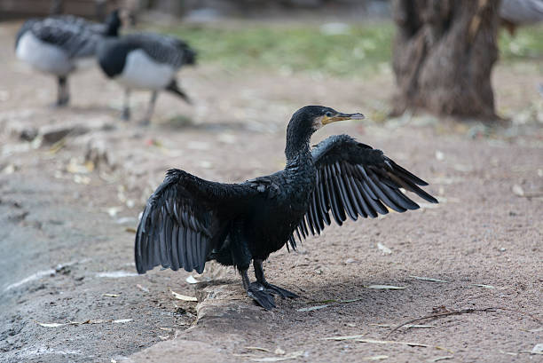 istock great cormorant at the zoo 636221104