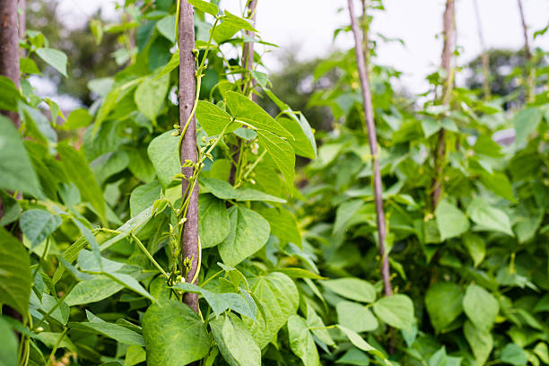 Growing the beans (Phaseolus vulgaris) Growing the beans (Phaseolus vulgaris). Green vines and leaves creeping on the vertical support. trellis photos stock pictures, royalty-free photos & images