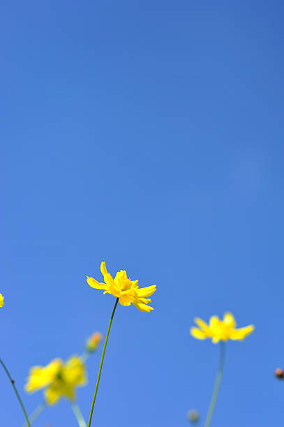 istock yellow flower on blue sky cloud background in spring season 636223226