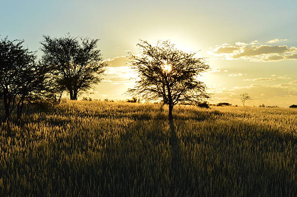 istock Sunset in the savannah of Namibia 636223844