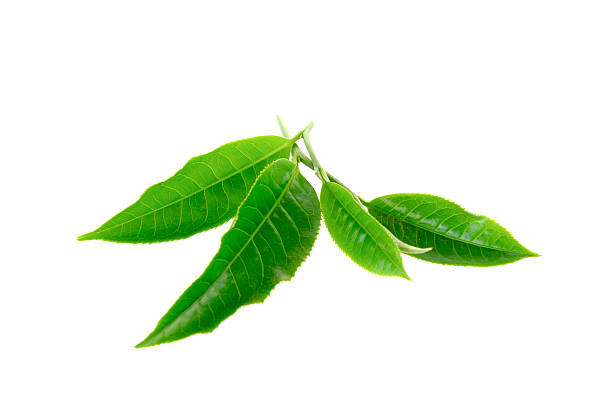 istock Green tea leaf isolated on white background 636223860
