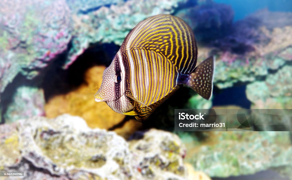 Sailfin tang (Zebrasoma veliferum) Zebrasoma desjardinii Sailfin tang (Zebrasoma veliferum) Zebrasoma desjardinii  Yellowtail Surgeonfish Stock Photo