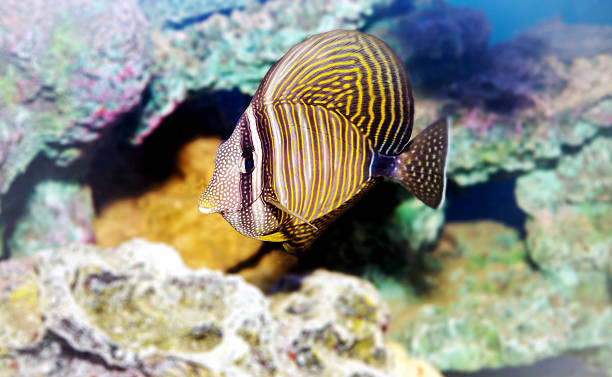 морские водоросли парусника (зебрасома велайфрум) зебрасома дежардиний - sailfin tang стоковые фото и изображения