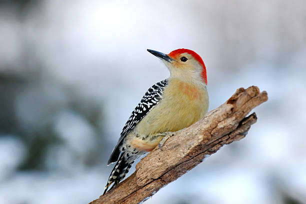 istock Red-Bellied Woodpecker 636225444