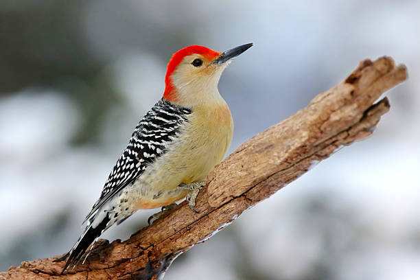 istock Red-Bellied Woodpecker 636225542
