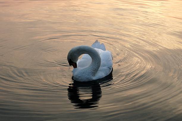 istock Swan in the evening red 636226774