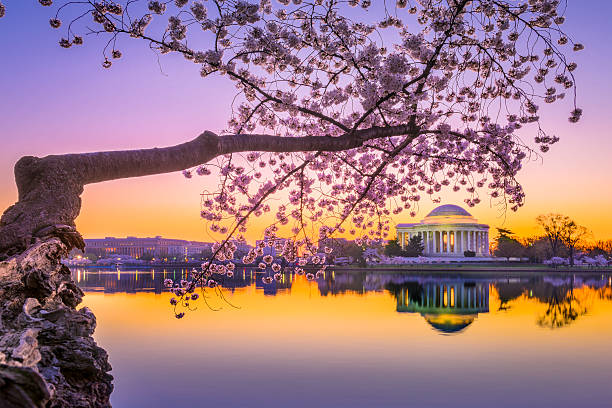 jefferson memorial in primavera - cherry blossom cherry tree tree washington dc foto e immagini stock