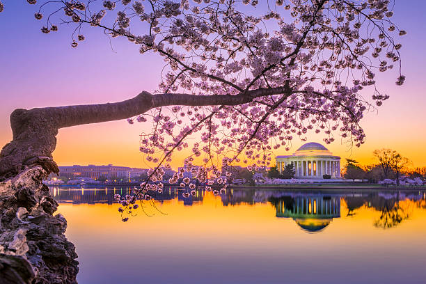 ジェファーソン記念館で春 - cherry blossom cherry tree tree washington dc ストックフォトと画像