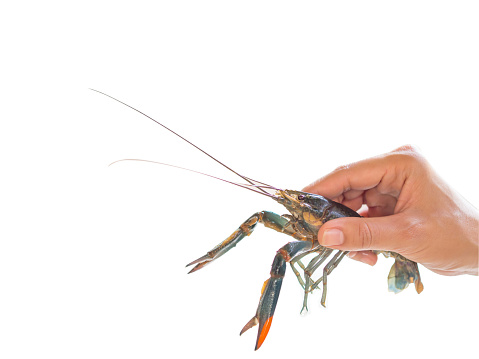 hand holding Red claw Crayfish. isolated on white background.