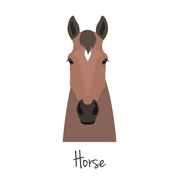 Vector brown horse head isolated. Flat, cartoon style object vector brown horse head isolated. Flat style, cartoon object. poster banner print advertising, design element. farm animal horse head front stock illustrations
