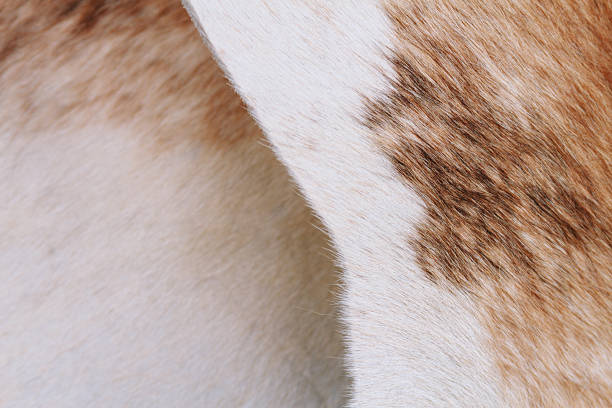 istock Brown and white Argentinean cowhide overlapping and folded 636230724