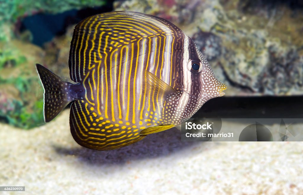 Rumput laut Sailfin (Zebrasoma veliferum) Zebrasoma desjardinii - Bebas Royalti Yellowtail Surgeonfish Foto Stok