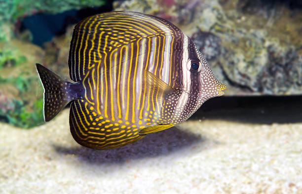 istock Sailfin tang (Zebrasoma veliferum) Zebrasoma desjardinii 636230970