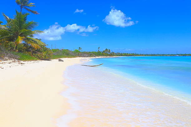 istock Tropical paradise: yacht, turquoise sand beach, palm trees, blue sky 636235452