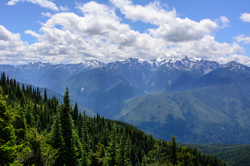 Forest landscape in the mountains, Olympic National Park, Washington, USA
