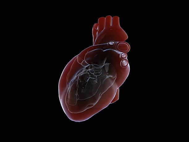 istock 3D render of the human heart. 636235768