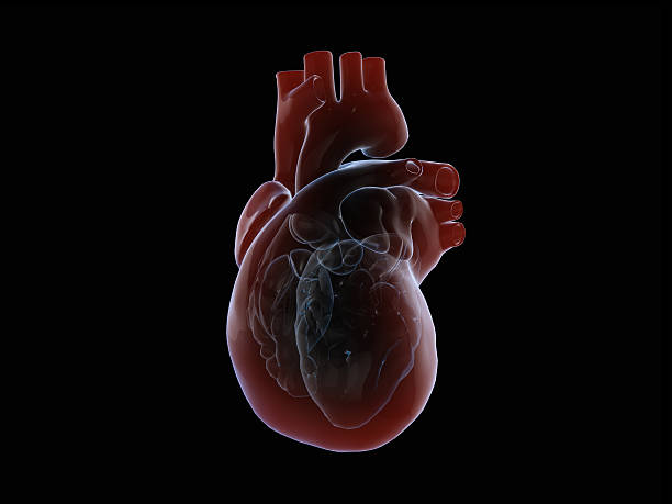 istock 3D render of the human heart. 636235798