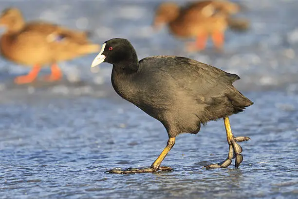 waterbird black goes on the ice of the city,wintering birds, birds in the city, man and nature,Fulica atra