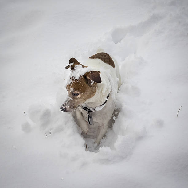 istock Jack Russell Terrier in the Snow 636238594