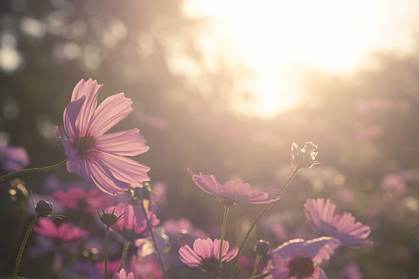istock Cosmos flower in field 636238792